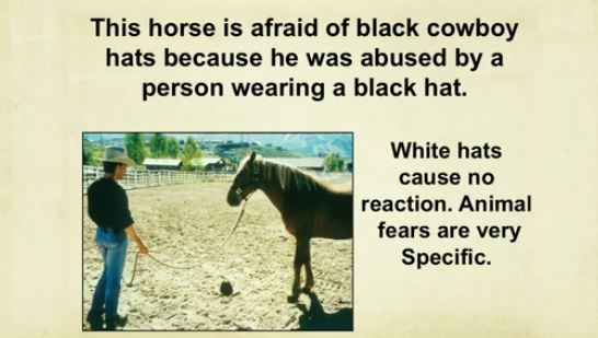 temple grandin cattle psychology.1