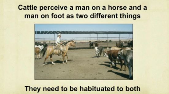 temple grandin cattle psychology